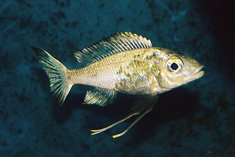 Ophthalmotilapia sp. 'whitecap' Zongwe